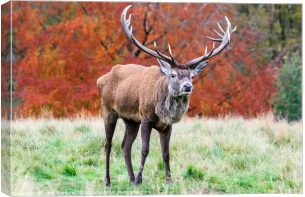 Red Deer stag with full antlers in the Derbyshore Peak District Canvas Print by Chris Warham