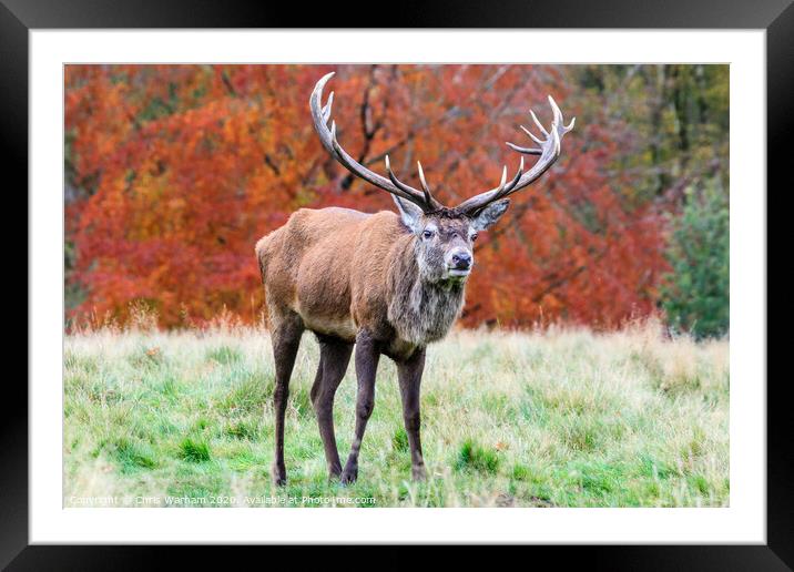 Red Deer stag with full antlers in the Derbyshore Peak District Framed Mounted Print by Chris Warham