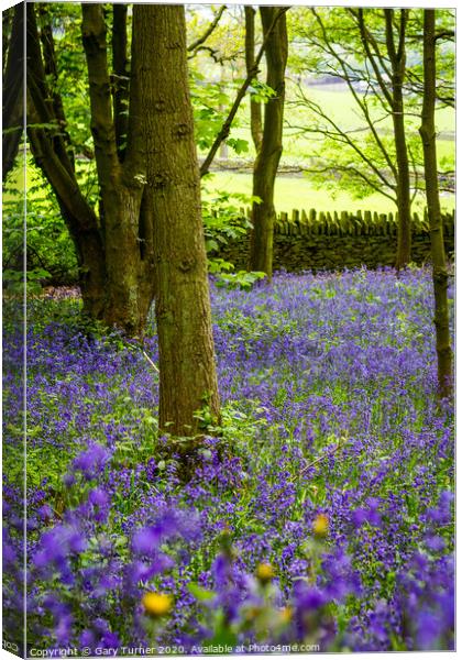 Elland Wood Bluebells Canvas Print by Gary Turner