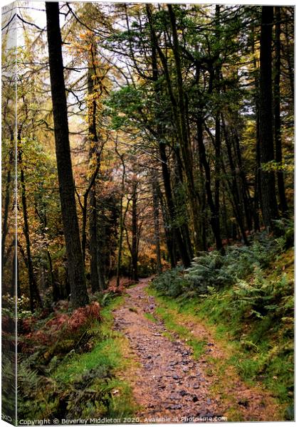 A walk in the woods Canvas Print by Beverley Middleton