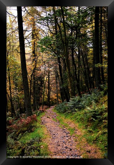 A walk in the woods Framed Print by Beverley Middleton