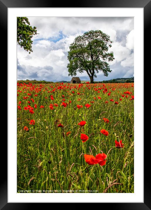 Vibrant Poppies: Derbyshire's Hidden Gem Framed Mounted Print by Holly Burgess