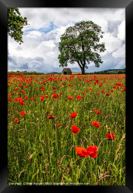 Vibrant Poppies: Derbyshire's Hidden Gem Framed Print by Holly Burgess