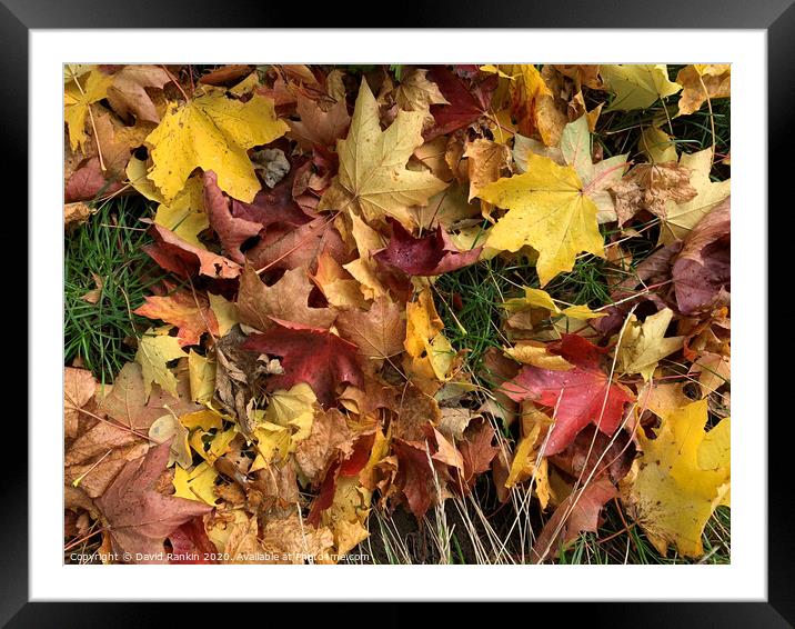 Autumn leaves Framed Mounted Print by Photogold Prints