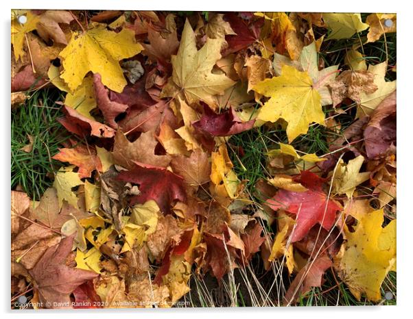 Autumn leaves Acrylic by Photogold Prints