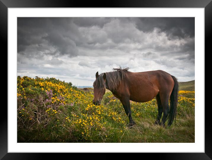 Dartmoor pony grazing with unsettled weather approaching. Dartmoor, Devon, UK. Framed Mounted Print by Peter Bolton