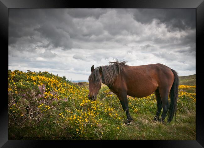 Dartmoor pony grazing with unsettled weather approaching. Dartmoor, Devon, UK. Framed Print by Peter Bolton
