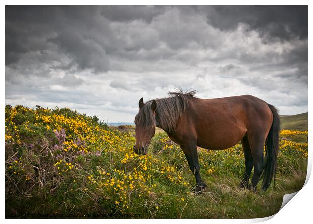 Dartmoor pony grazing with unsettled weather approaching. Dartmoor, Devon, UK. Print by Peter Bolton