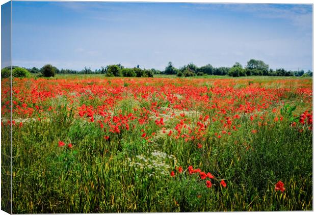 Wild poppies at Wakering, Essex, UK. Canvas Print by Peter Bolton