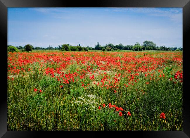 Wild poppies at Wakering, Essex, UK. Framed Print by Peter Bolton