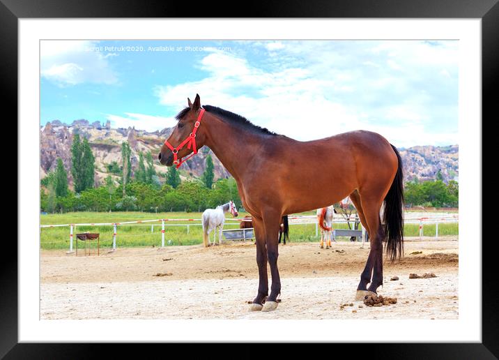 A young brown horse with a red bridle stands in the paddock for horses Framed Mounted Print by Sergii Petruk
