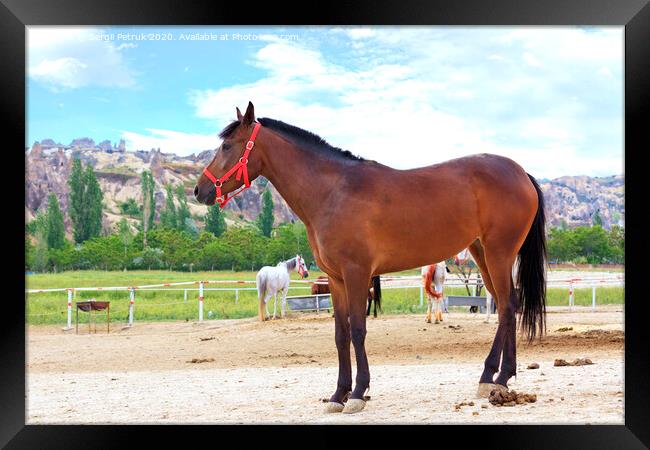 A young brown horse with a red bridle stands in the paddock for horses Framed Print by Sergii Petruk