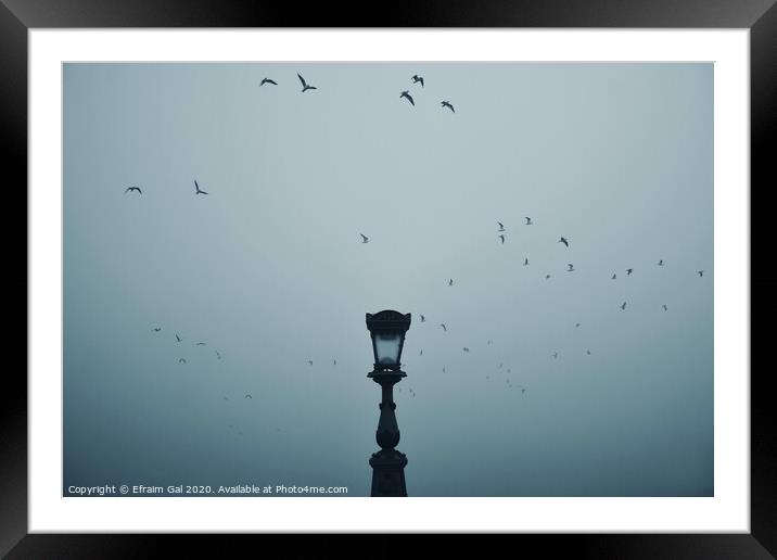 Lonely lamp on Chain Bridge (BP/HU) Framed Mounted Print by Efraim Gal