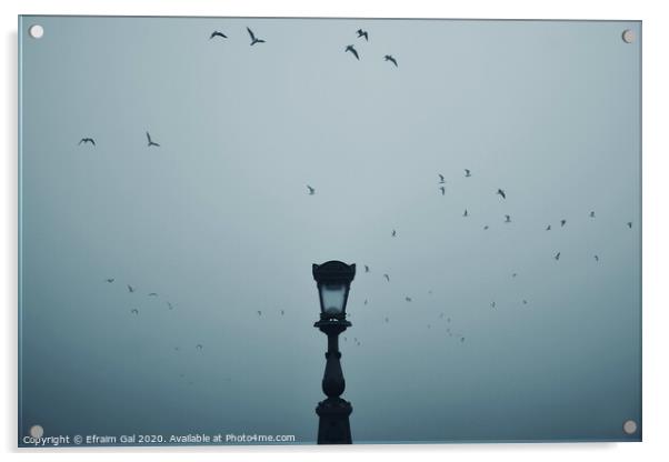 Lonely lamp on Chain Bridge (BP/HU) Acrylic by Efraim Gal