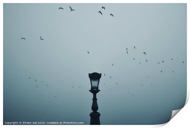 Lonely lamp on Chain Bridge (BP/HU) Print by Efraim Gal