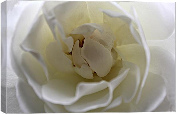 White Rose Canvas Print by kelly Draper
