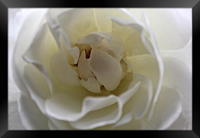 White Rose Framed Print by kelly Draper