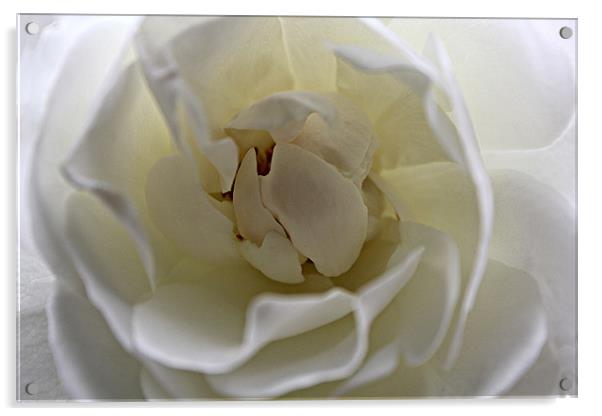 White Rose Acrylic by kelly Draper