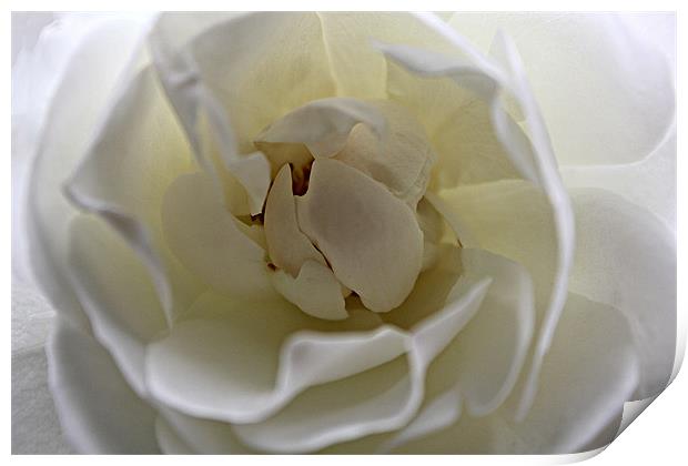 White Rose Print by kelly Draper