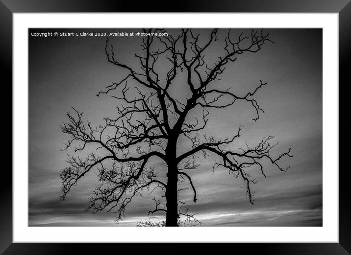 Tree silhouette Framed Mounted Print by Stuart C Clarke