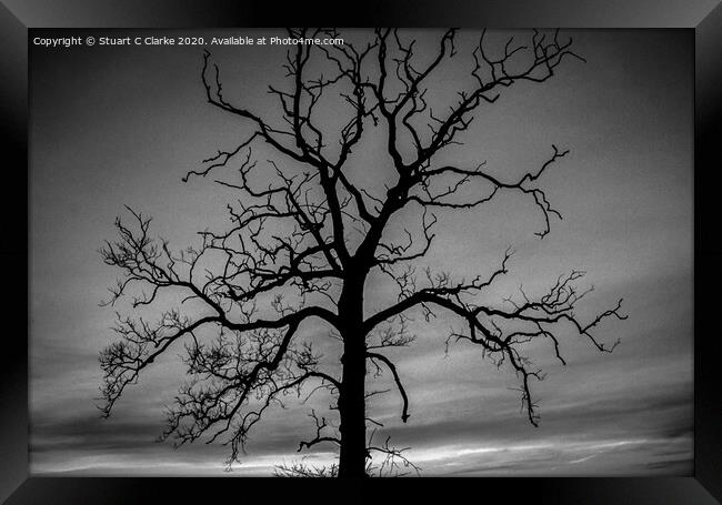 Tree silhouette Framed Print by Stuart C Clarke