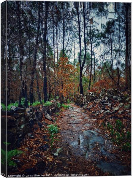 Wet forest Canvas Print by Larisa Siverina