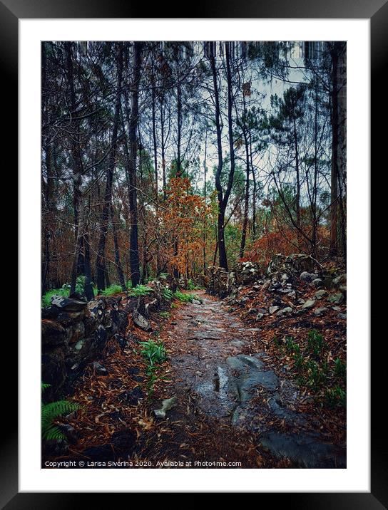 Wet forest Framed Mounted Print by Larisa Siverina