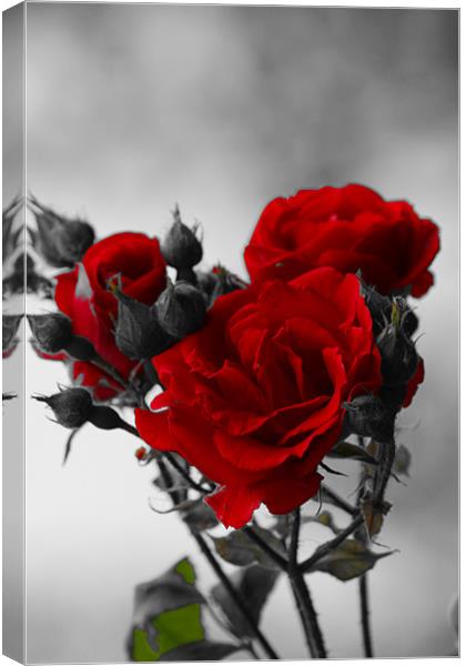 Red Roses Canvas Print by kelly Draper