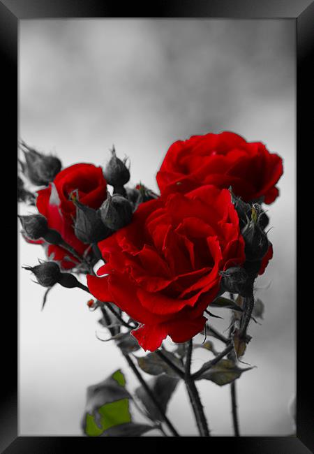 Red Roses Framed Print by kelly Draper