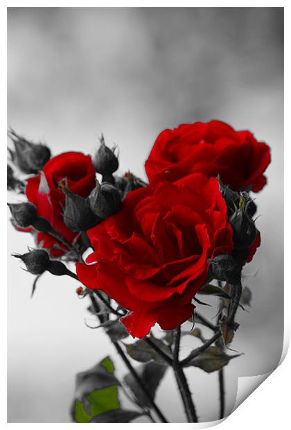 Red Roses Print by kelly Draper