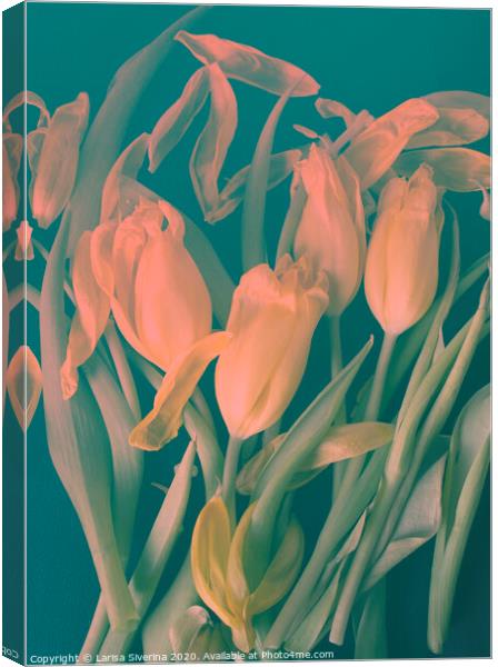Pink tulips Canvas Print by Larisa Siverina