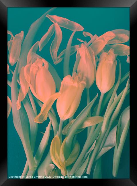 Pink tulips Framed Print by Larisa Siverina
