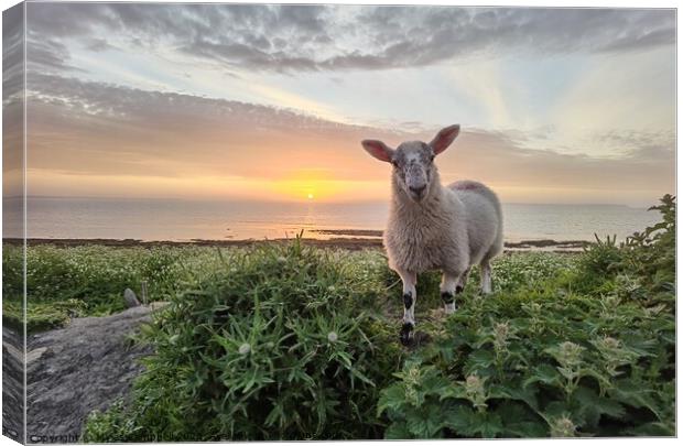 Violet the lamb at Sunset  Canvas Print by Myles Campbell