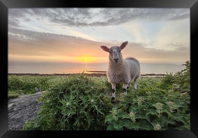 Violet the lamb at Sunset  Framed Print by Myles Campbell