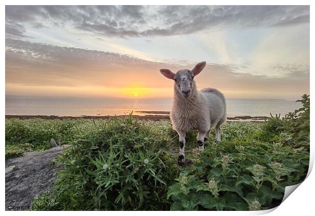 Violet the lamb at Sunset  Print by Myles Campbell