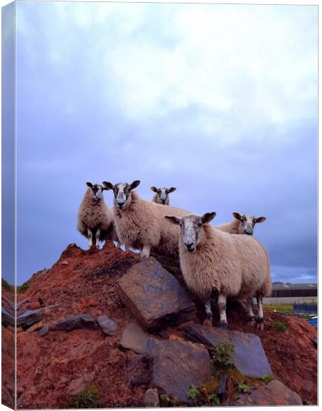 Lambs on the rocks  Canvas Print by Myles Campbell
