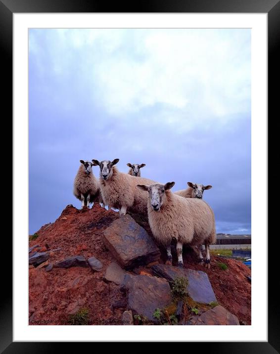 Lambs on the rocks  Framed Mounted Print by Myles Campbell