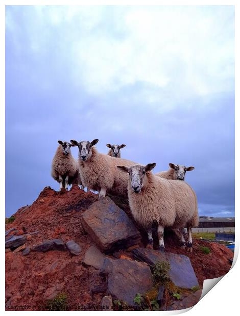 Lambs on the rocks  Print by Myles Campbell