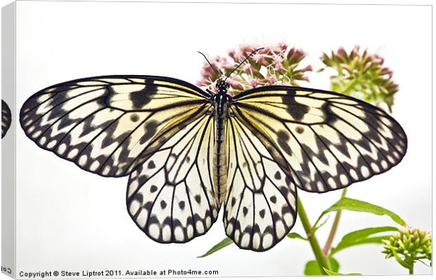Paper Kite butterfly (Idea leuconoe) Canvas Print by Steve Liptrot