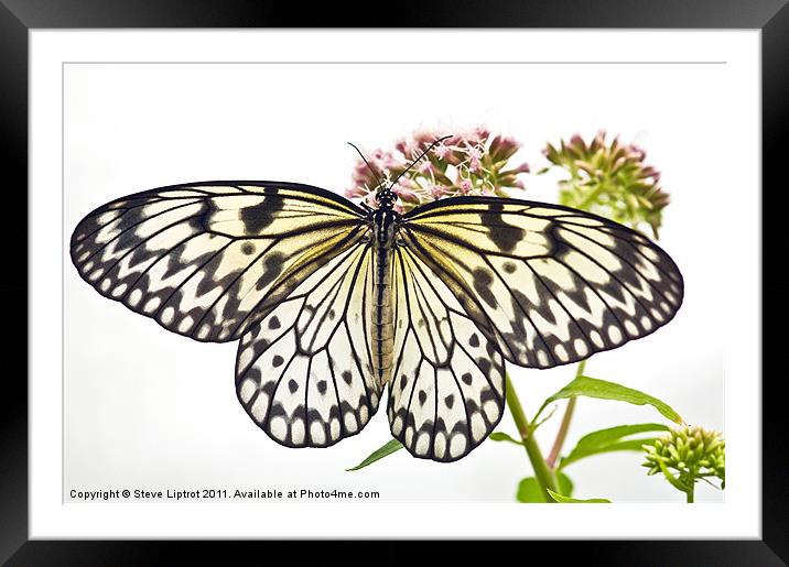Paper Kite butterfly (Idea leuconoe) Framed Mounted Print by Steve Liptrot
