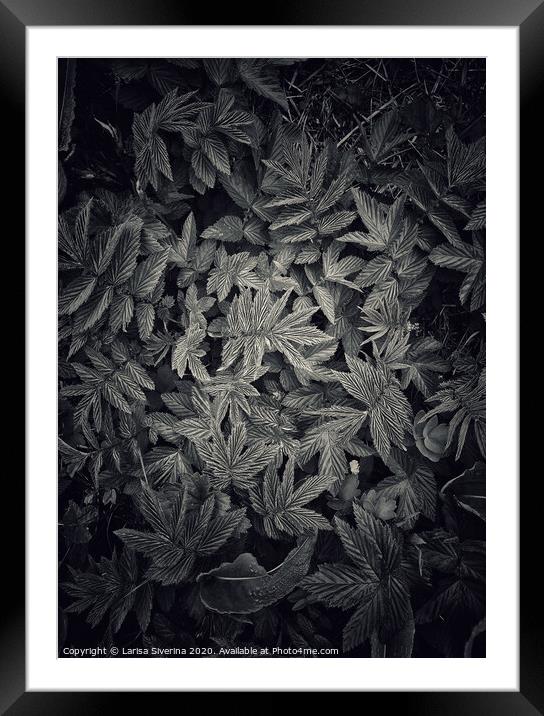 Black leaves Framed Mounted Print by Larisa Siverina