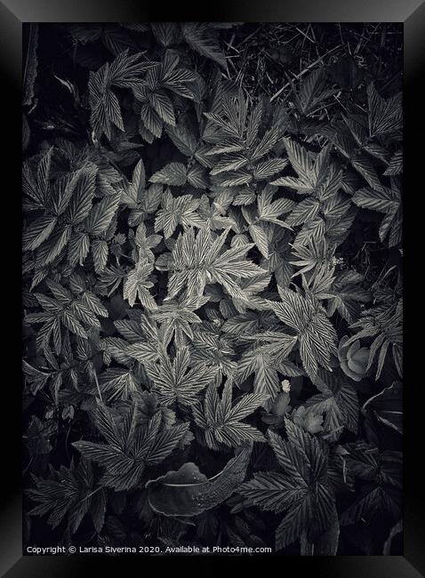 Black leaves Framed Print by Larisa Siverina