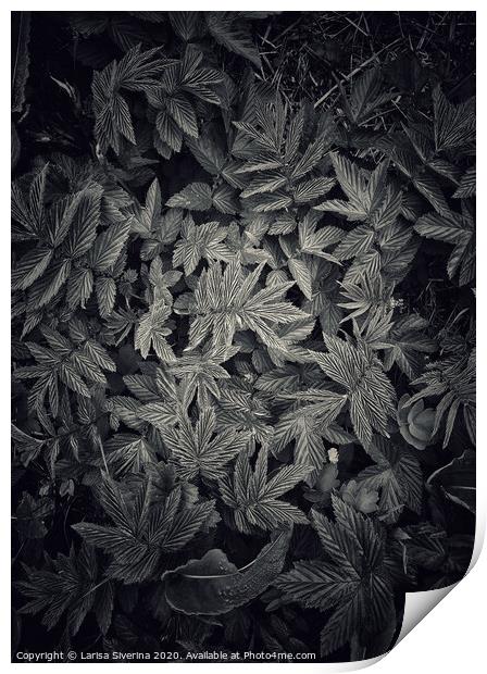 Black leaves Print by Larisa Siverina