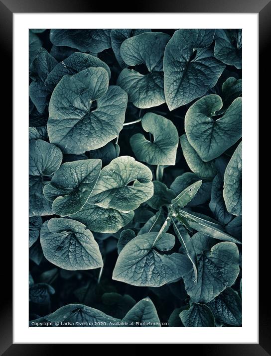 Green leaves Framed Mounted Print by Larisa Siverina