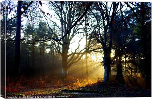 Forest Light Canvas Print by Nick Keown