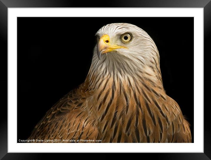 Red Kite (Milvus milvus) Framed Mounted Print by Steve Liptrot