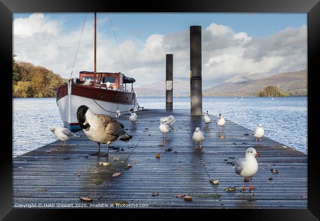 Jetty and birds on Windermere Lake Framed Print by Heidi Stewart