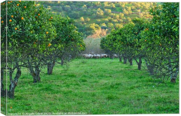 Orange trees and sheep flock Canvas Print by Angelo DeVal