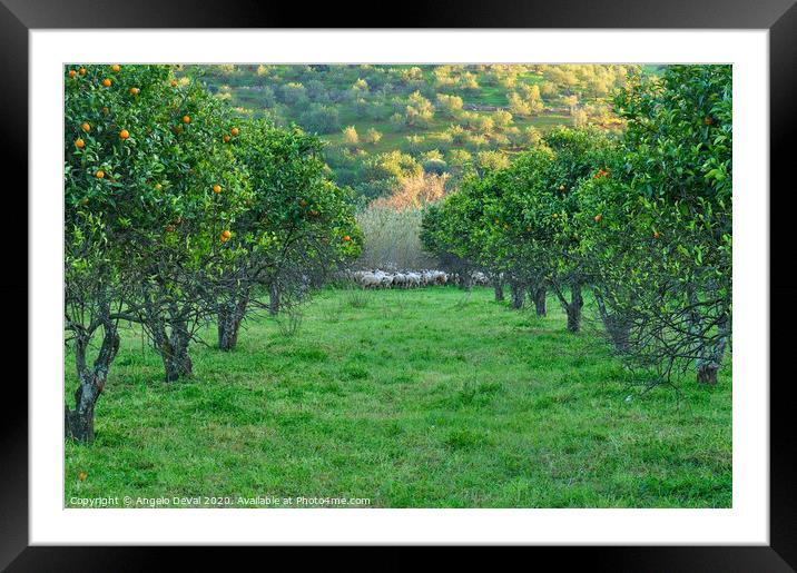 Orange trees and sheep flock Framed Mounted Print by Angelo DeVal
