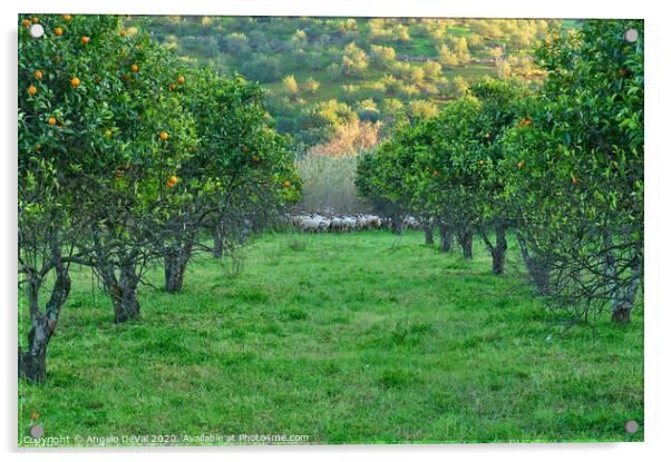 Orange trees and sheep flock Acrylic by Angelo DeVal